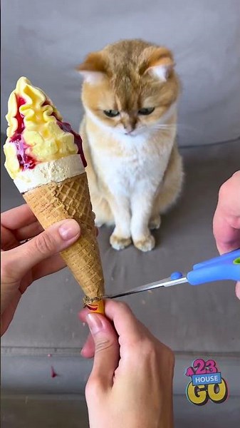 Sweet Surprise, Hilarious Moments 😂🐾🍦