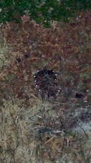 Big thanks to Walker Forest Services LLC for sharing this drone footage from Middle Georgia with QF Farm Bill Biologist Ryan Finley—and with all of us! Look closely and you’ll spot a covey of bobwhite quail in their winter roost, tucked tightly together. Quail roost this way to stay warm, watch for predators, and make a quick escape on cold winter nights—especially this time of year when good cover really matters. As we head toward spring nesting season, seeing quail using the land like this is 