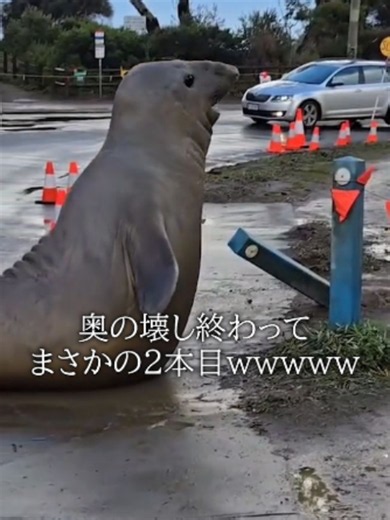 Neil the Southern Elephant Seal Destroying Fence To Reach Beach