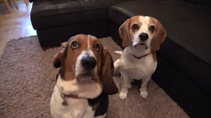 Beagle faces basset hound to see who can resist treats longest