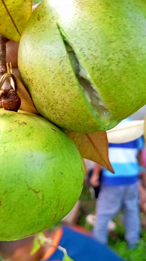 8K views · 141 reactions | Caimit0 season #farmlife #pagkaingbukid #buhayprobinsya | Alma Suaybaguio Olmedo | Facebook