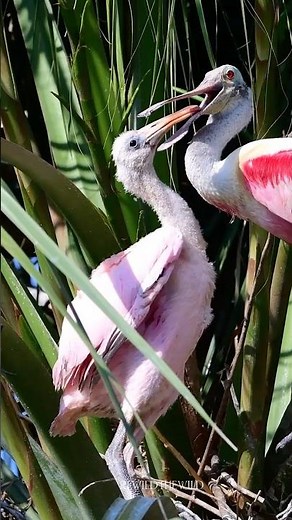 Roseate Spoonbill's Feeding | ReWild The Wild #birdbabyfeeding #wildlifefilmmaking