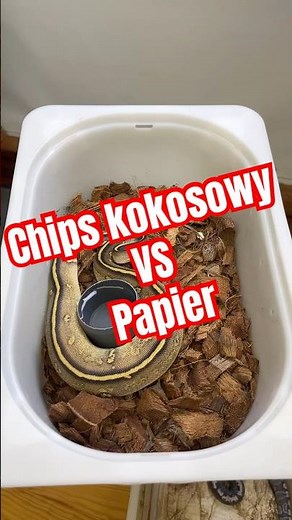 A ty co wolisz? #pythonregius #snake #pytonkrólewski #ballpython #papier #chips #cleaning #hodowla