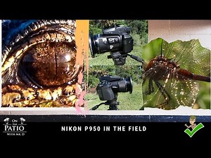 Nikon P950 in the Field