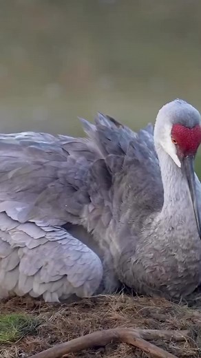 #EDU777 #usa #wizard