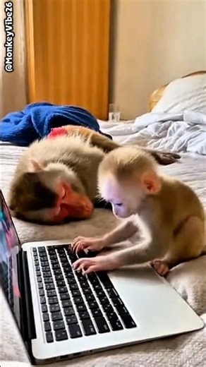 😅Gamer Baby Enrages Mom! Monkey Smashes Laptop Over Keyboard Sounds#monkeygamer #funny#gamer#monkey