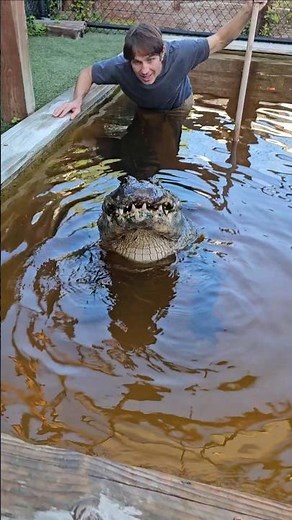 Hector the Alligator! Feeding Time!