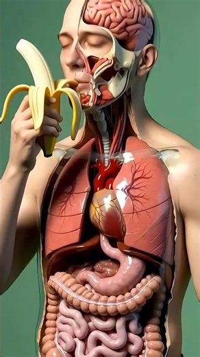 What Happens When You Eat a Banana? | FM Bio Lab | 3D Medical Visual Story
