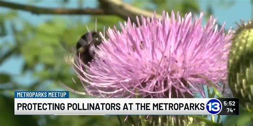 Metroparks Meetup: Protecting pollinators at the metroparks