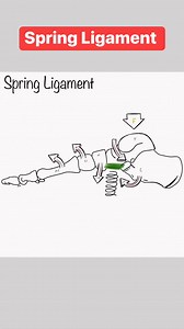 SPRING LIGAMENT ⠀ [FUNCTIONAL ANATOMY & BIOMECHANICS] ⠀ As you know from my previous posts, the foot complex has many ligaments that provide the brain with proprioceptive feedback and assist in transfer of forces from the ground to the body. This transfer of force in the gait cycle begins with heel strike, which initiates pronation or the shock absorption phase. ⠀ During this action, the force of the bodyweight (yellow F) pushes the talus (T) into the ground in a medial-inferior direction with e