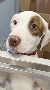 50K views · 3.5K reactions | You’ve heard about our Adoption Special…...