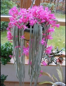 Disocactus flagelliformis | Cactus Garden