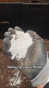 ✂️🌱 Tired of your cuttings dying? This is the method that actually works.Root fruit trees and houseplants right at home using the time-tested, no-fuss method gardeners swear by.No gadgets. No guessing. Just strong roots and healthy plants.✅ Save this. 💬 Tag someone who’s been struggling with cuttings!#GardeningTips #PlantPropagation #FruitTreeCuttings #HouseplantCare #RootingCuttings #HomesteadHacks #FacebookReels #DIYGarden | Plant Fanatics