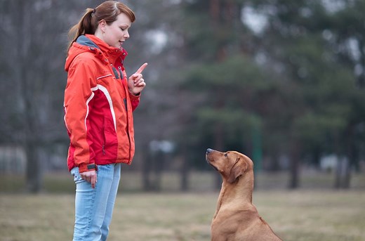 Dog Boot Camps: Are They Helpful or Harmful?