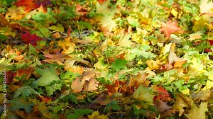 Dry maple leaves on the ground. Season changing color from green to yellow orange to red. Colorful autumn maple leave. fallen leaf and sunlight dancing over ground covered. Shadow moving