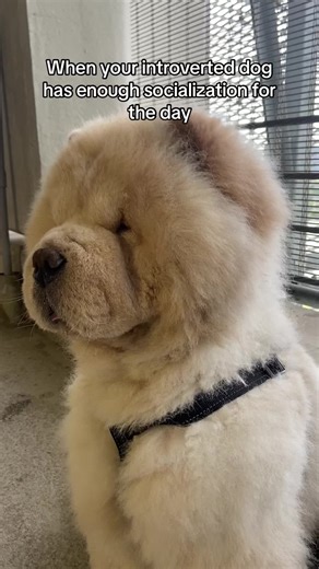 Understanding Your Introverted Chow Chow's Needs
