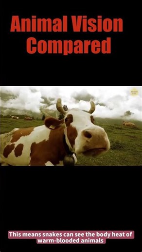 Animal Vision Compared #facts #animalvision
