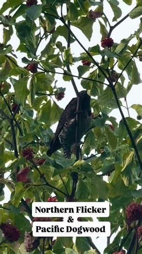 Northern Flicker and Pacific Dogwood