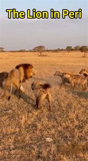 The Life and Death Struggle Between the Lion and the Hyena Pack, Can It Escape🦁#lion #hyenapack
