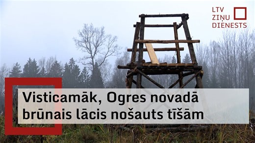 Latvian hunter unable to resist shooting protected brown bear