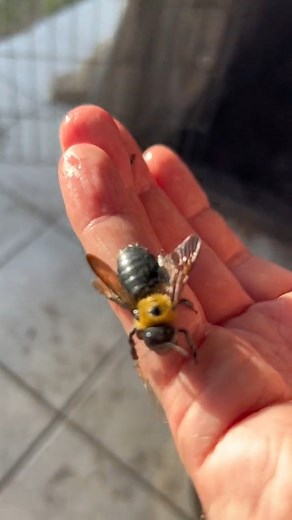 Save the bees! Bee rescue! #bee #nature #savethebees | James Weston