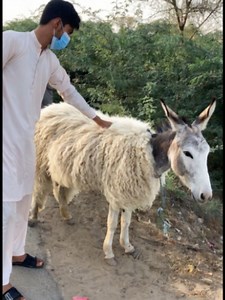 Donkey Change to Sheep: Part 1 Reveal