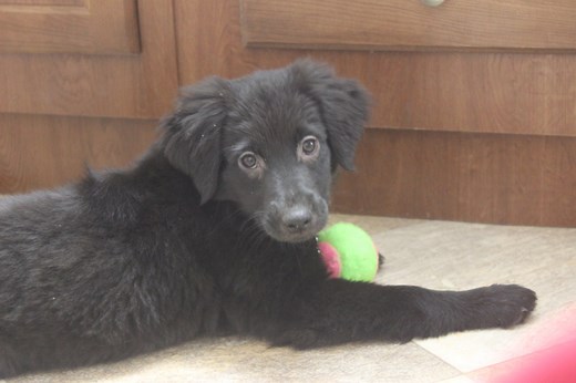 Is a Labrador Retriever the Right Dog for You?