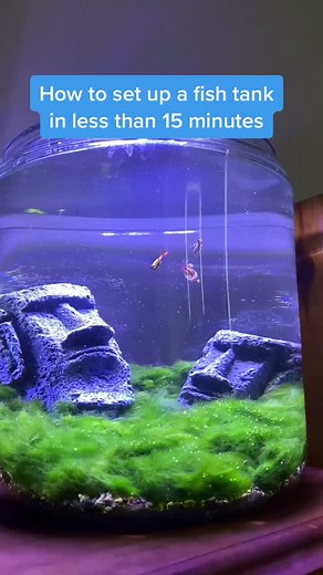 Quick Guide to Setting Up a Fish Tank in 15 Minutes