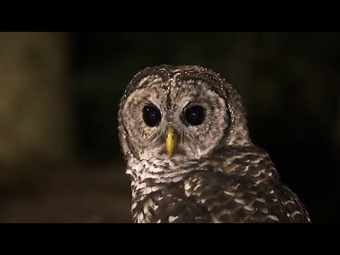 Barred Owl Hunting at Night