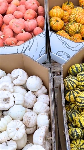 How many different colors, sizes and shapes do pumpkins come in? 🧡🎃 We're not sure, but we certainly have a LOT in-store right now! 😱🍂 Come in and count them!! #pumpkins | West Coast Gardens