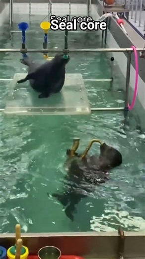 seal core.. #seal #fyp