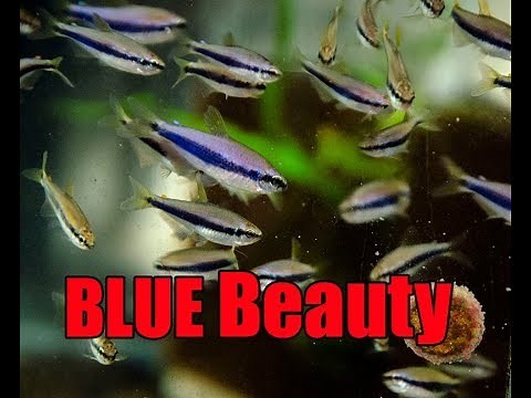 Sassy and Striking- Kerri Tetra