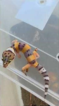 Inbreeding Effects Explained.