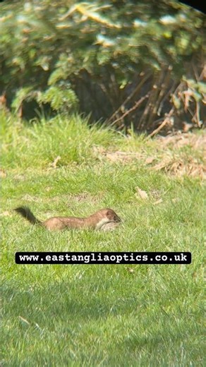 Stoat Caught on Camera Through Binoculars! Vortex Diamondback 10x42