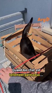 23K views · 222 reactions | Service VIP pour Sa Majesté le Chat 藍 | Argo France | Facebook