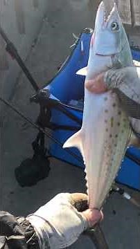 ￼ Johnny Mercer Pier fishing with dad