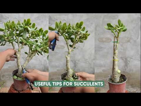 Easy Succulent Care Tips for Beginners!