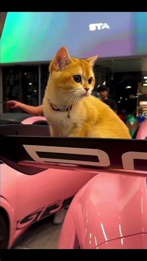 Porsche 911 GT3 RS – This Cat Stole the Show! 🐱🔥
