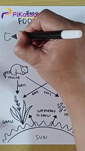 How to Draw Food Web Forest in Less Than One Minutes