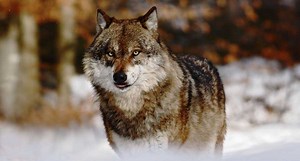 Montana Wolf Season Closes with Record Harvest