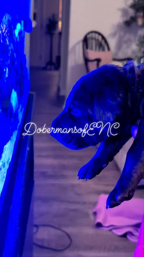 Dobermans of Eastern NC on Reels