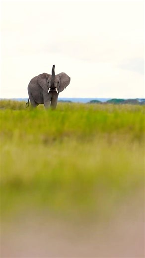 Baby Elephant Making Loud Calls While Playing With His Trunk #wildlife #cinematic