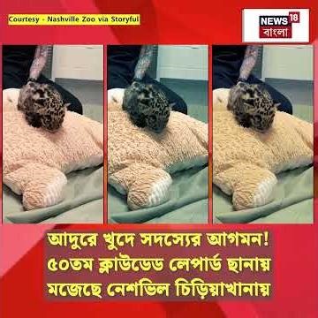 আদুরে খুদে সদস্যের আগমন! ৫০তম ক্লাউডেড লেপার্ড ছানায় মজেছে নেশভিল চিড়িয়াখানায় | N18S | #shorts