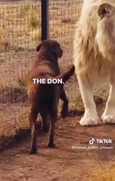 Bobby (@thereal_bobby_johnson)’s videos with original sound - Bobby