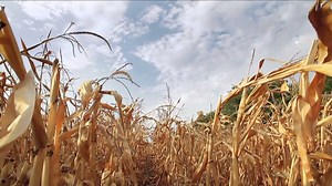 77K views · 558 reactions | Archive: Insects offer crunchy solutions to boosting the food supply and feeding people sustainably | The Economist | Facebook