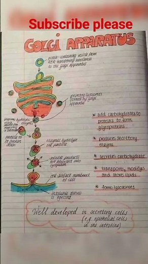 Golgi apparatus cell structure biology and physiology | medical 2.0