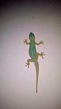 Angry lizard creat different types of sound.