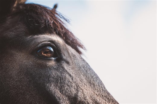 Prix de Diane 2025. Toutes les primes (prize money) de la course