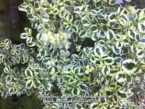 Coprosma repens 'Marble Queen' - 'Marble Queen' Mirror Plant