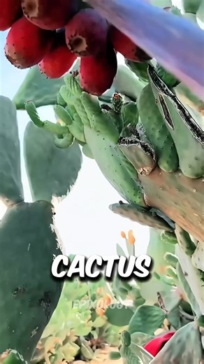 This is what can save your life in a desert If you see a red fruit on a cactus, cut it and open it. Inside, you will find sweet cactus fruit. It is safe to eat, full of water, and very healthy. If you were lost in the desert, would you try this fruit? | Epixology